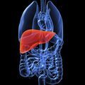 liver–graft–diagram.jpg