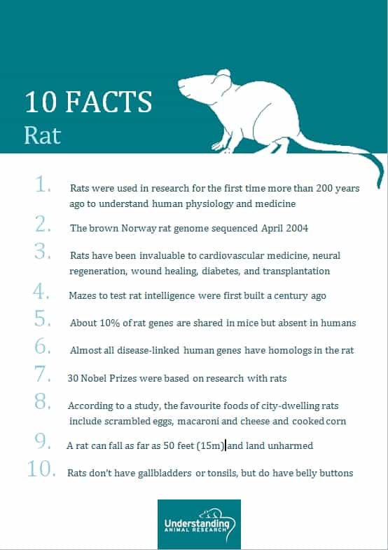 animal testing facts
