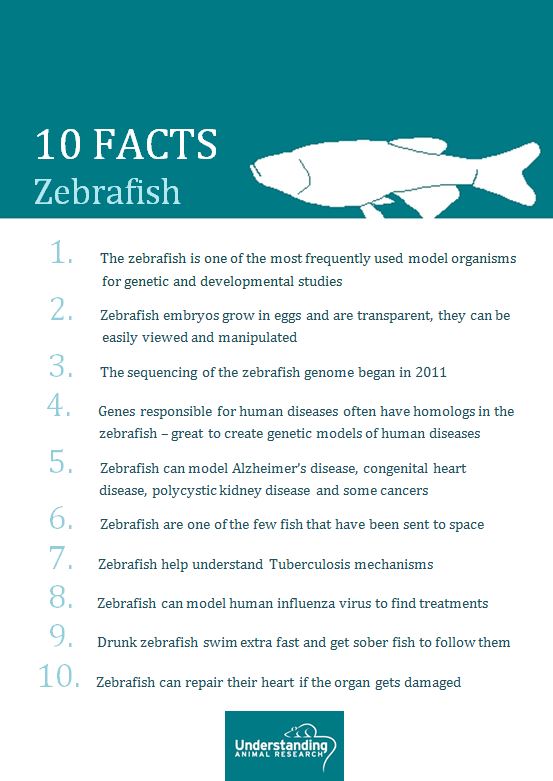 10 Essential Facts About Fish