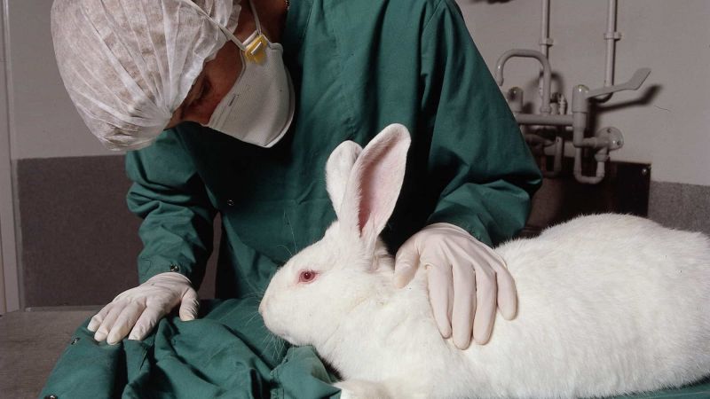 Animal Testing On Rabbits