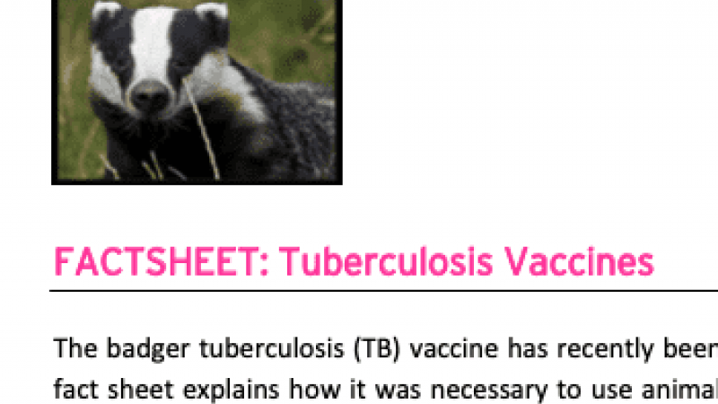 Factsheet about tuberculosis vaccines for badgers