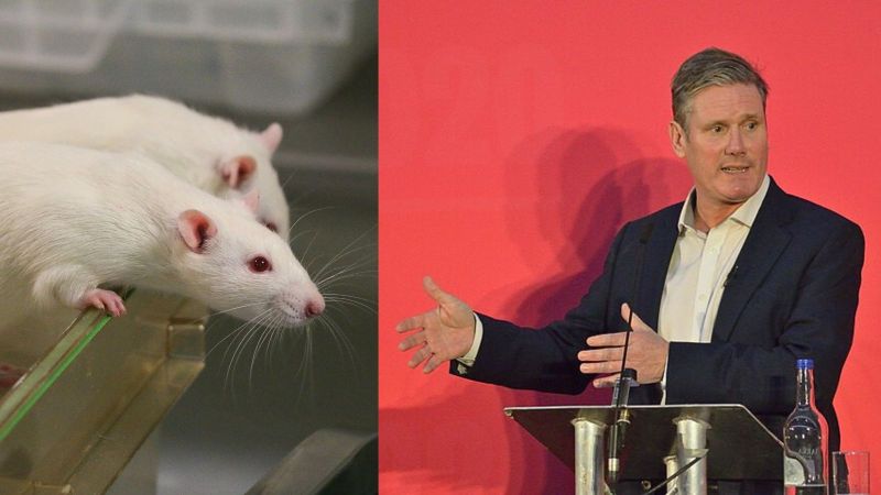 What has the Labour Party said about animal testing?