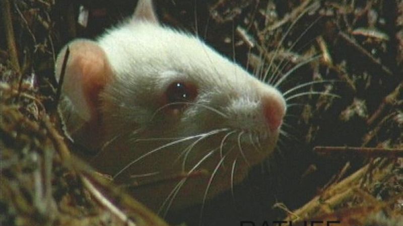 The Natural History of Model Organisms: The Norway rat, from an obnoxious  pest to a laboratory pet