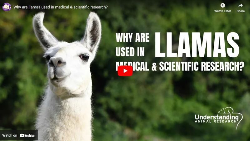 New video series from UAR: Why is this animal used in research?