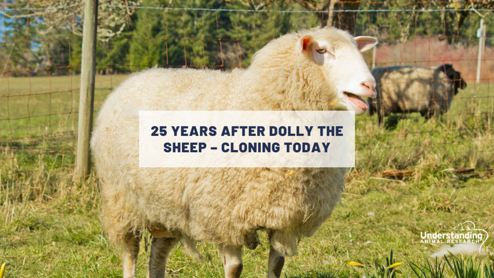 Dolly the sheep
