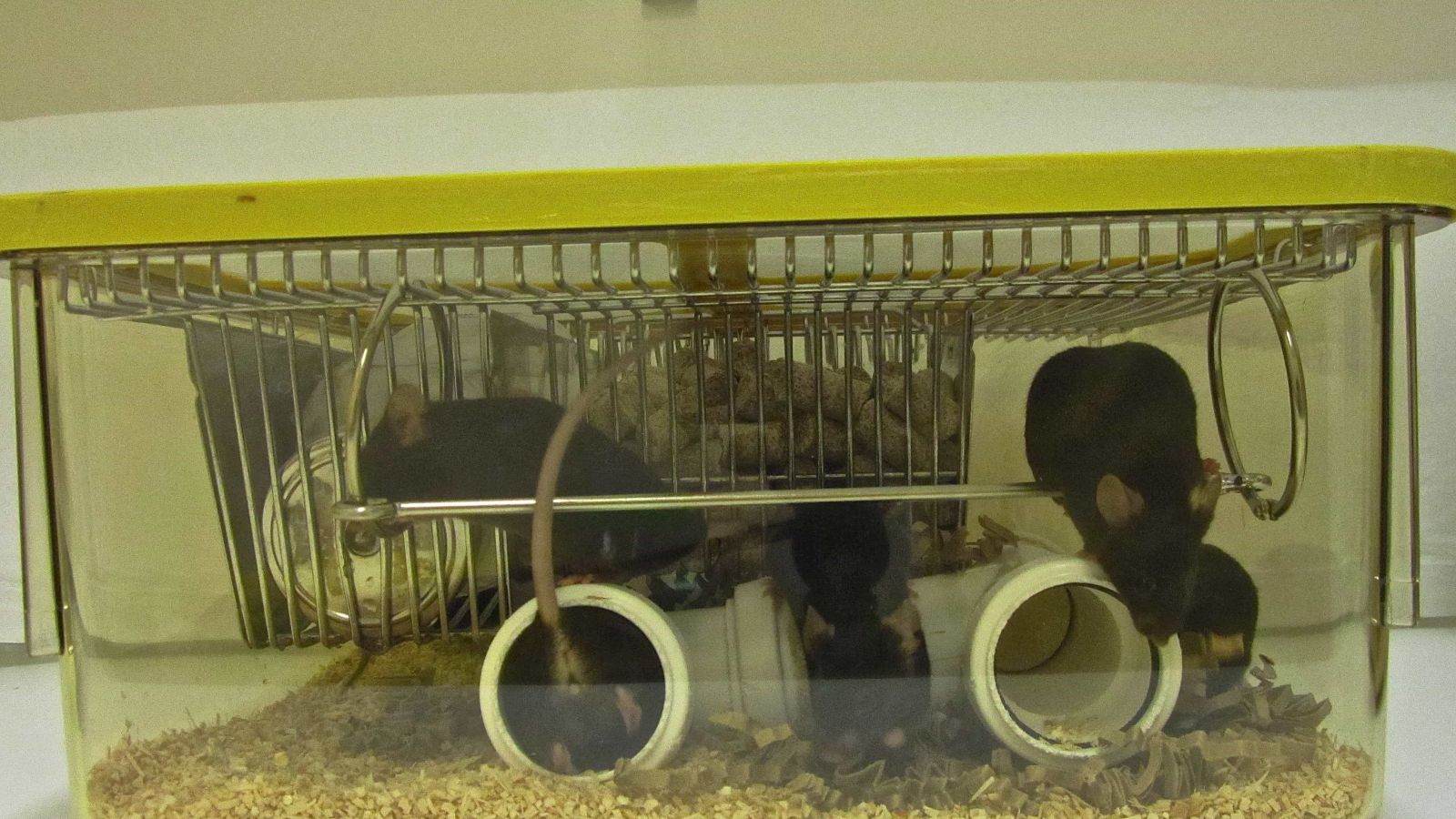 Mouse cage enrichment Video