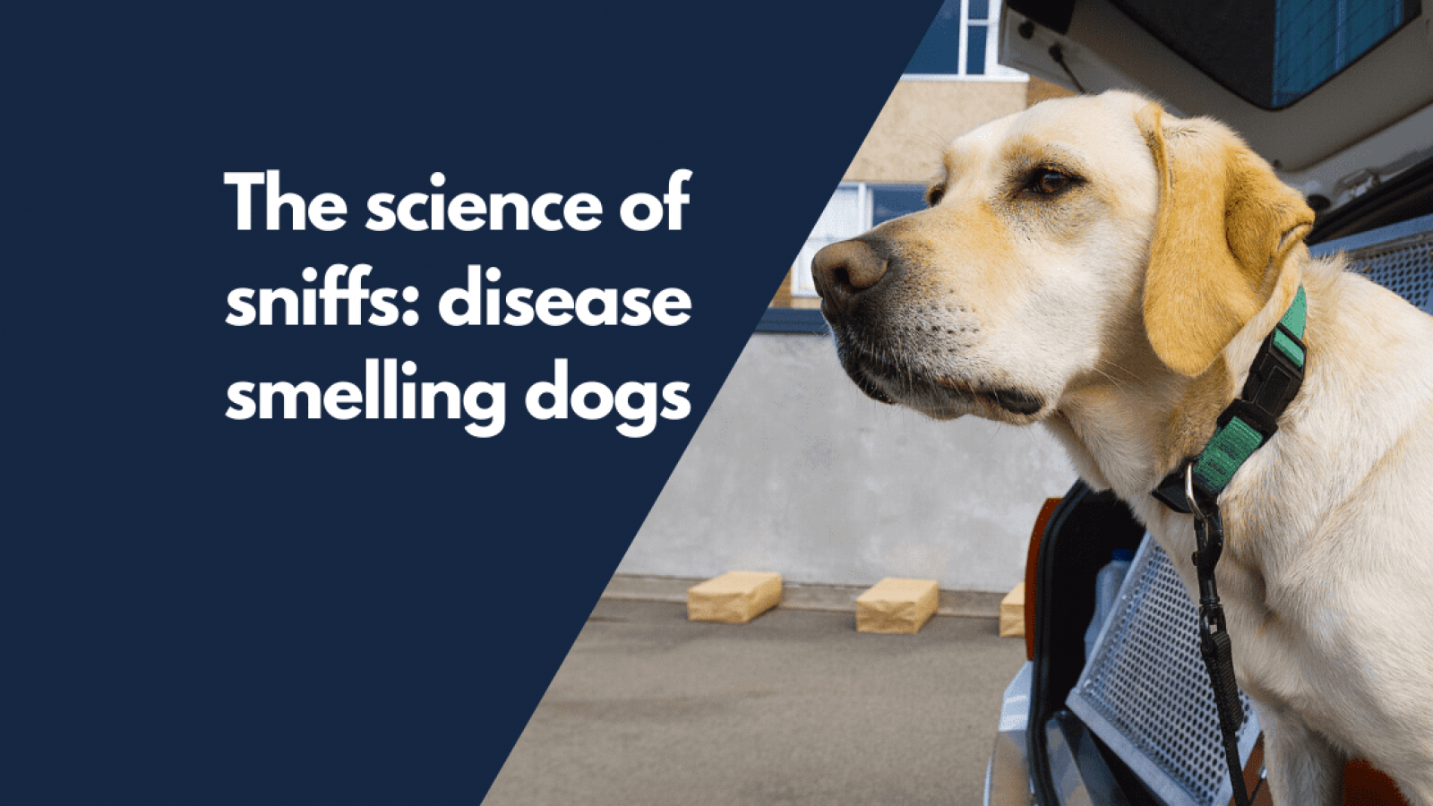 https://www.understandinganimalresearch.org.uk/application/files/thumbnails/page_2x/5415/9257/8199/Dogs_sniffing_disease.png