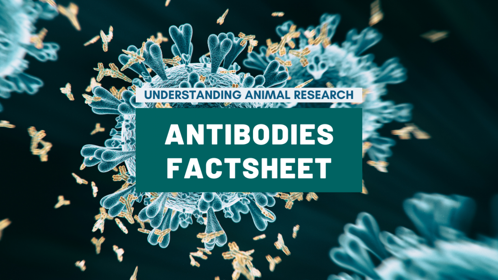 research use only antibodies