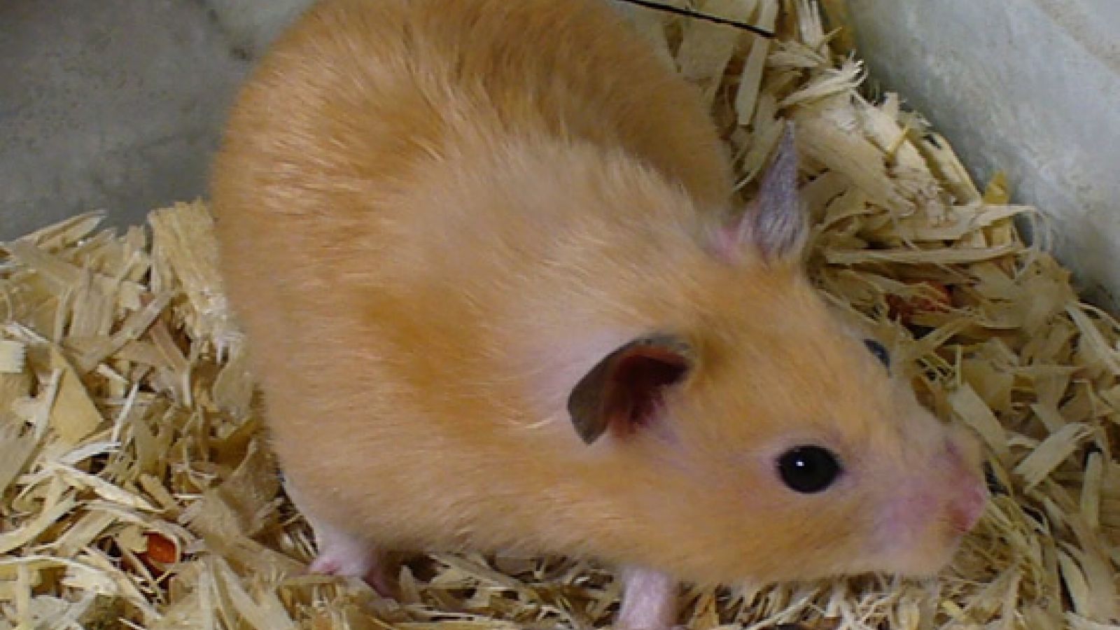 Syrian or Golden Hamster Care : Syrian or Golden Hamster Life Span