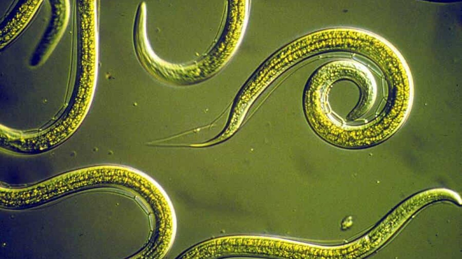 Nematodes in medical research